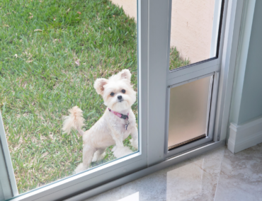 a dog behind a door